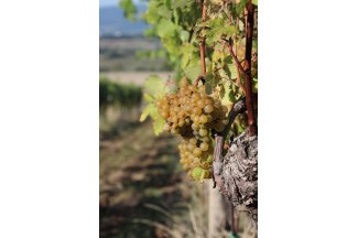 vino